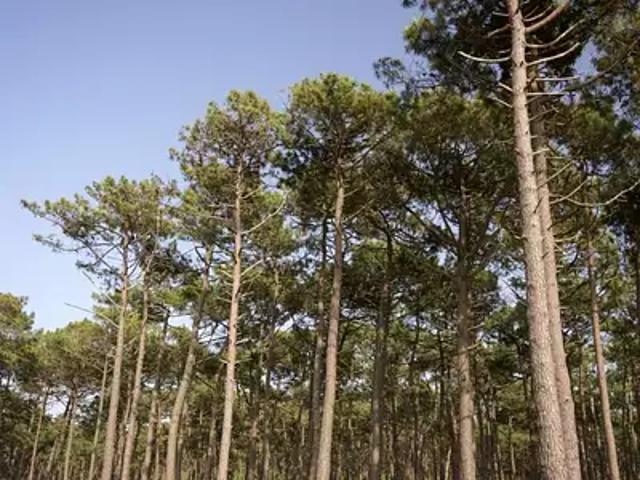 Terrain vente à Arcachon, Le Teich