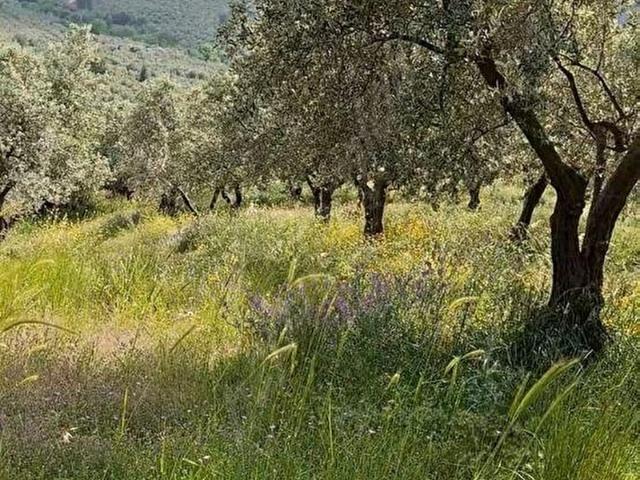 Orhangazi, Bursa içerisinde satılık Arsa