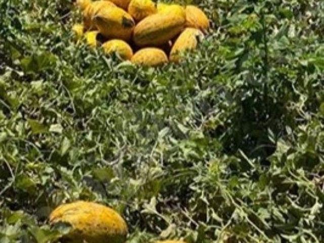 Acıkuyu, Ereğli içerisinde satılık Arsa