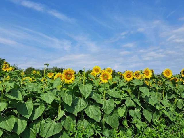 Grundstück kaufen in Gralla, Steiermark