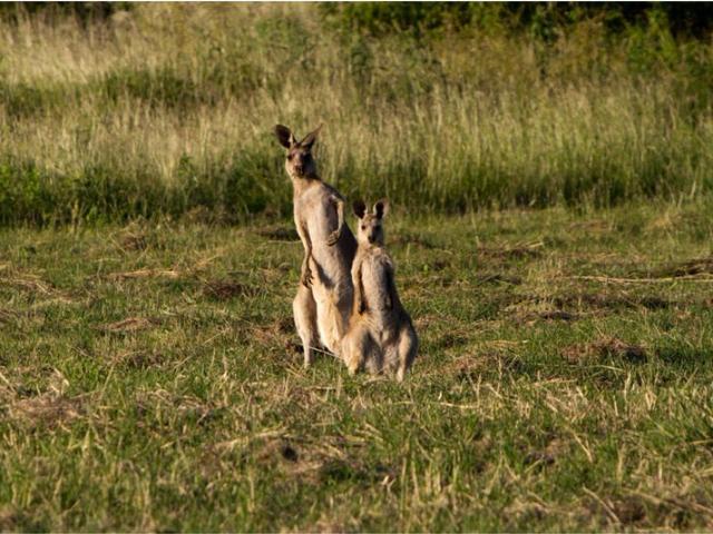 Property for sale in Rockyview, Queensland