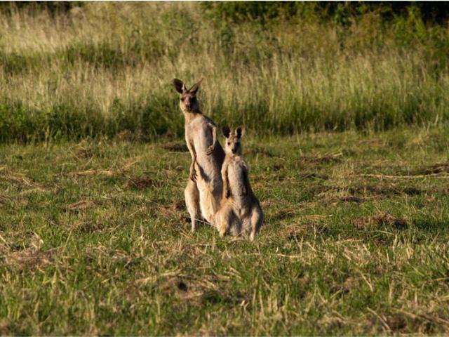 Land for sale in Rockyview, Queensland