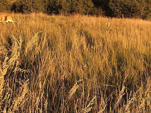 Land for sale in Vermilion, Alberta