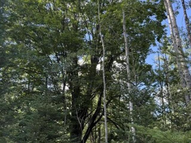 Land for sale in Alpena Land for sale in Alpena
