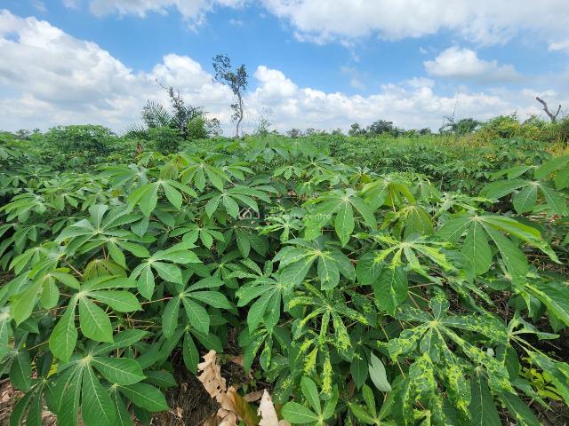 Land for sale in Odeda, Ogun