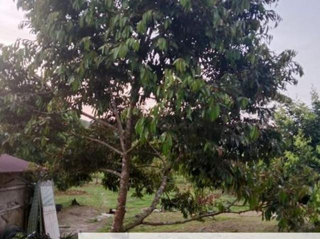 House for sale in Sungai Ruan, Pahang