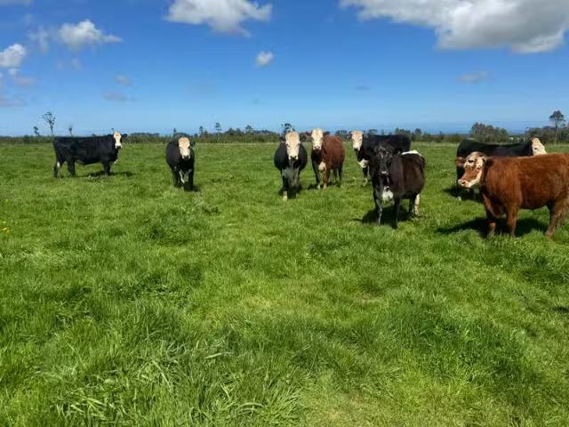 House for rent in Ōpunake, South Taranaki District