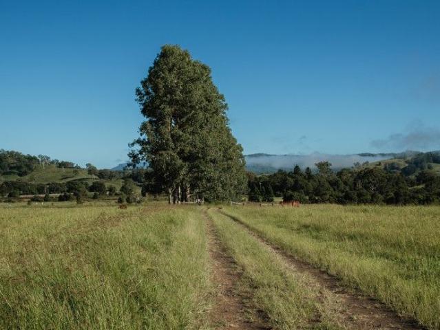 Land for sale in Wiangaree, New South Wales