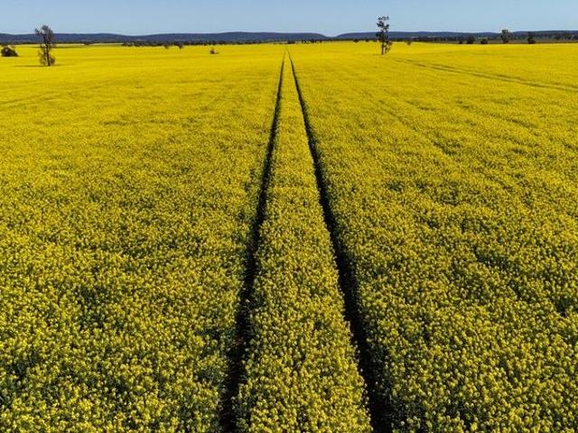Property for sale in Nelungaloo, New South Wales