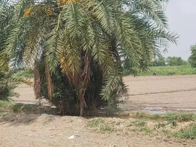 Land for sale in Gojra, Islamabad Capital Territory