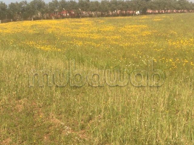 Ferme vente à Bouznika, Chaouia-Ouardigha