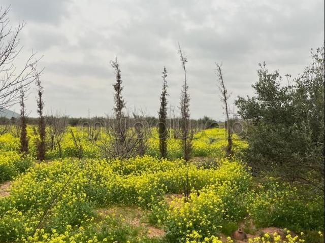 Ferme vente à Marrakech, L'Oriental
