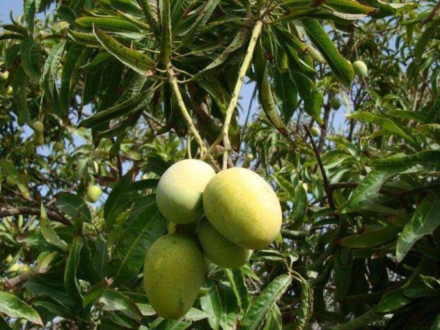 Land for sale in North Waziristan, Federally Administered Tribal Areas fata