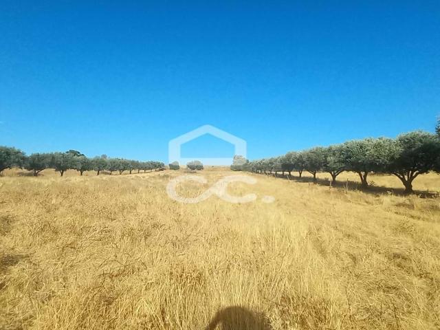 Terreno venda em Beja