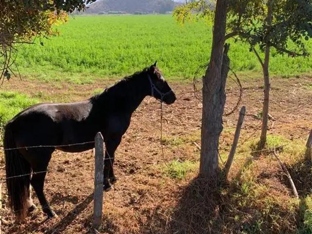 Terreno en venta en Cerrillos, Curacaví