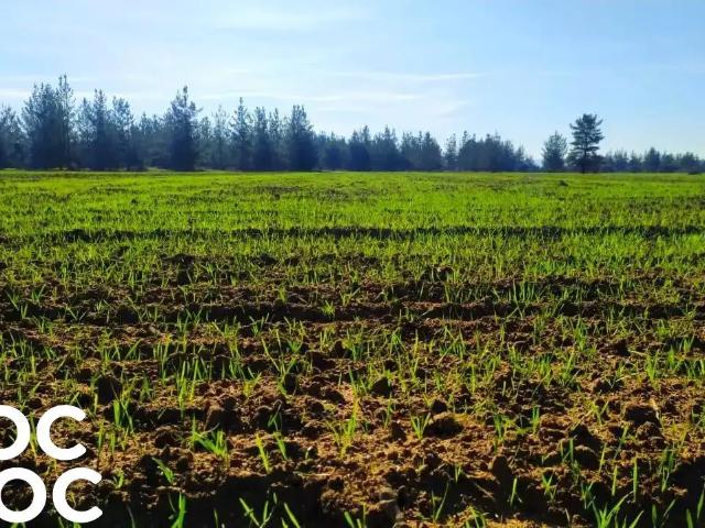 Terreno en venta en Lolol, Libertador General Bernardo O'higgins