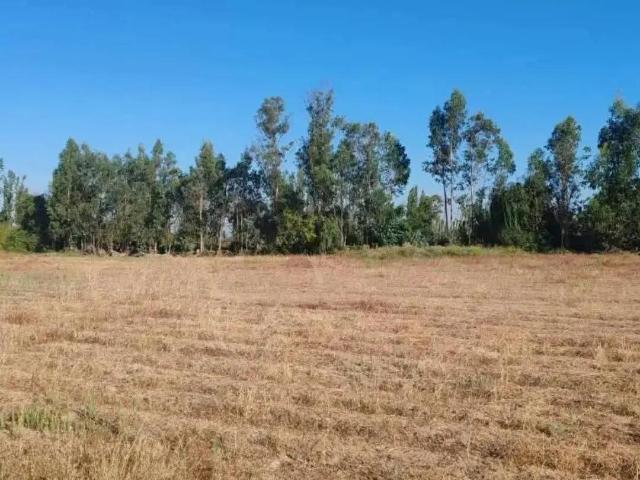 Agrícola en Longaví