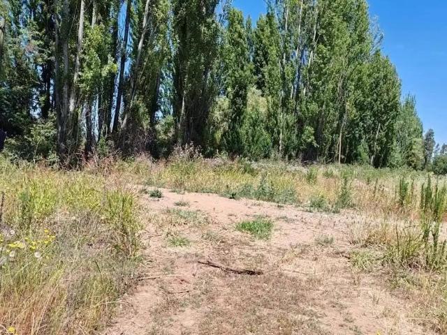 Agrícola en Longaví