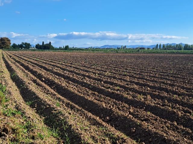 Agrícola en Palmilla