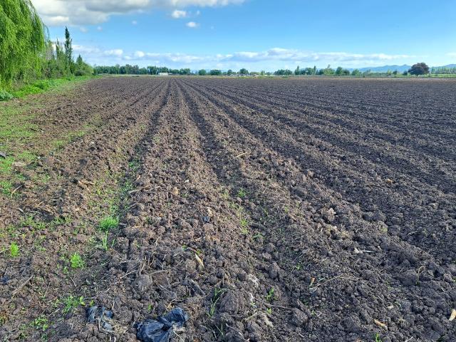 Agrícola en Palmilla