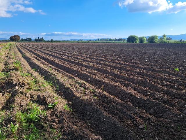 Agrícola en Palmilla