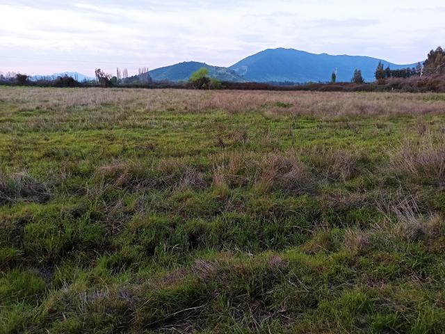 Agrícola en Palmilla