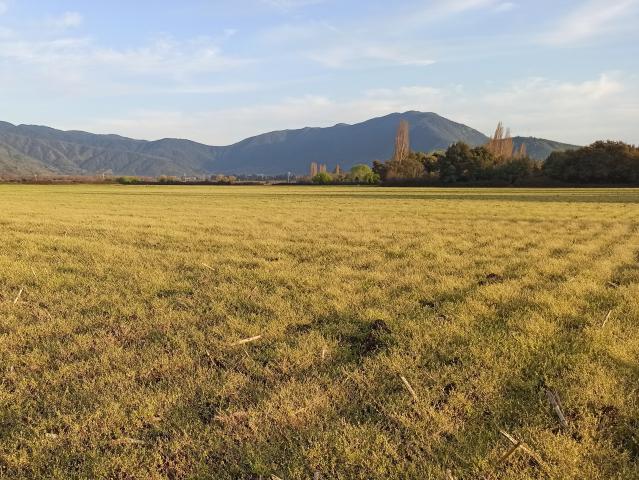 Agrícola en Palmilla