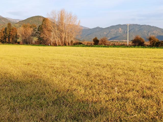 Agrícola en Palmilla