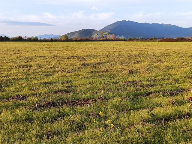 Agrícola en Palmilla