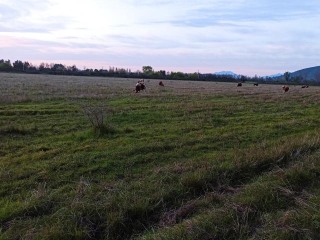 Agrícola en Palmilla