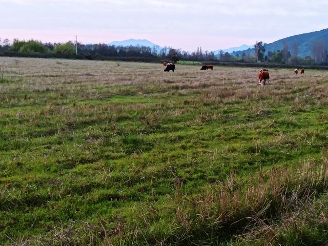 Agrícola en Palmilla