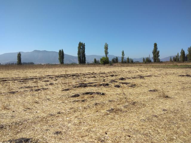 Agrícola en Palmilla