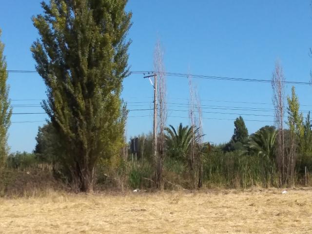 Agrícola en Palmilla