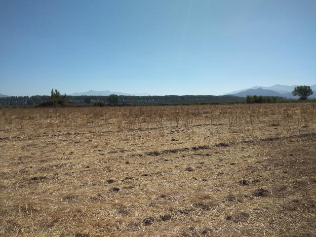 Agrícola en Palmilla