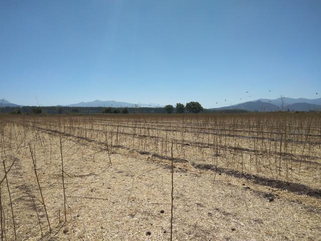 Agrícola en Palmilla