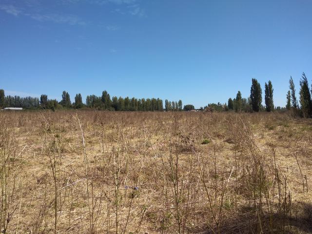 Agrícola en Palmilla