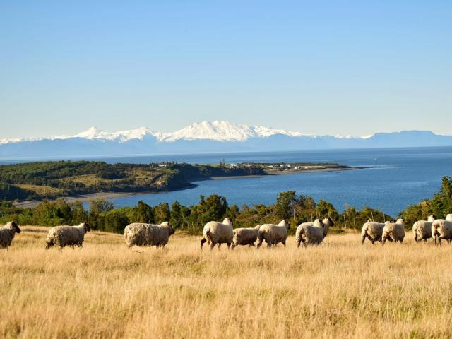Agrícola en Quellón