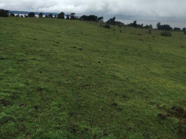 Agrícola en Quellón