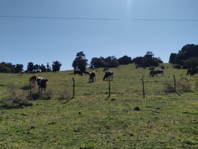 Agrícola en Quellón