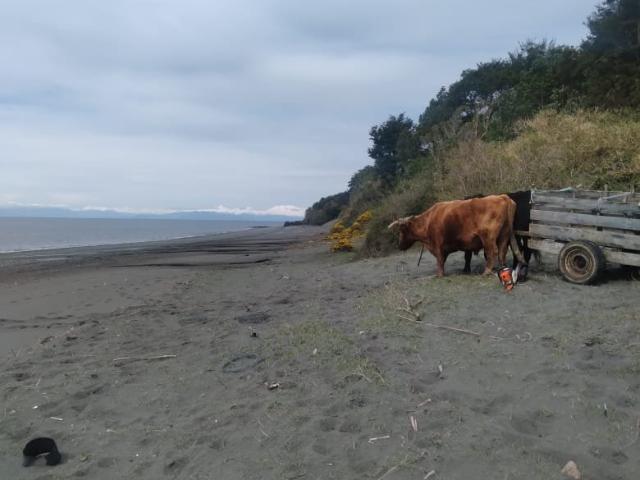 Agrícola en Quellón