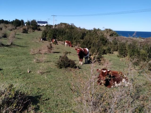 Agrícola en Quellón