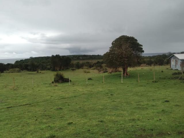 Agrícola en Quellón