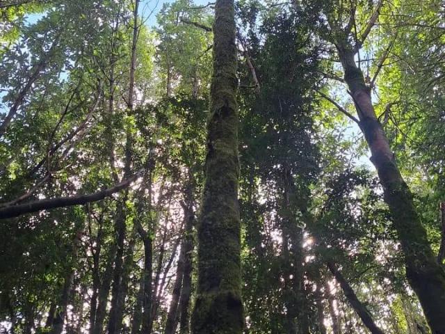 Terreno en venta en Quemchi, Los Lagos