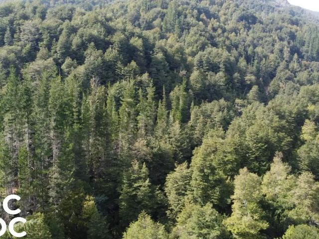 Terreno en venta en Quilaco, Biobío
