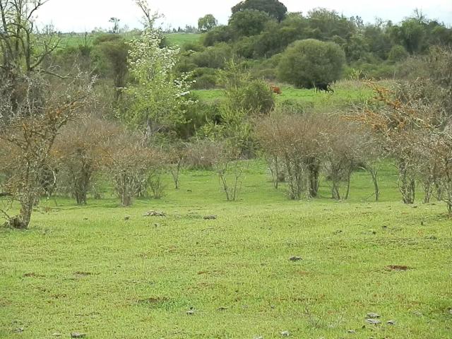 Agrícola en Retiro