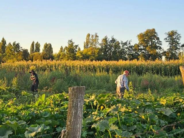 Agrícola en San Ignacio