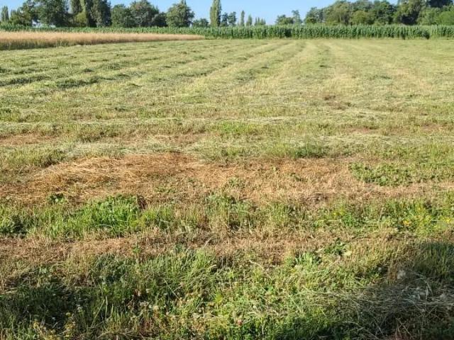 Agrícola en San Ignacio