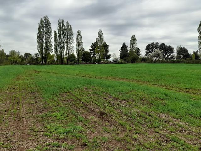 Agrícola en San Ignacio