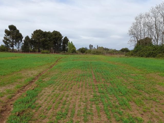 Agrícola en San Ignacio