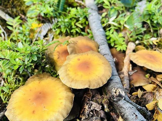 Agrícola en Venta en Bahia Murta